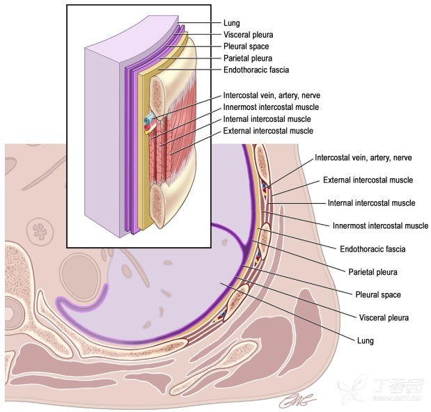 fig.2 胸膜及相邻胸壁结构