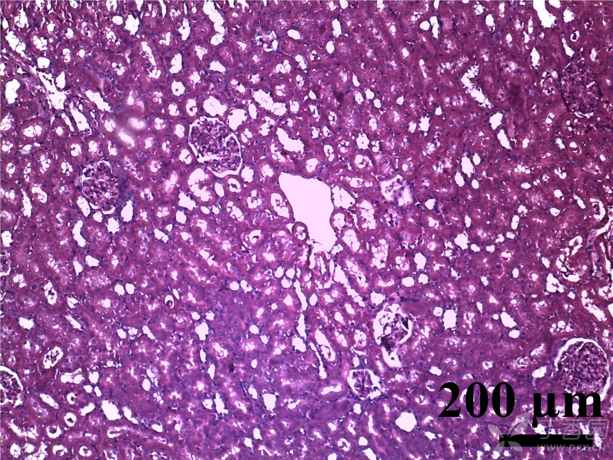 求助大神教我看肾的石蜡切片,下面是切片图片.我是小白,求具体方法