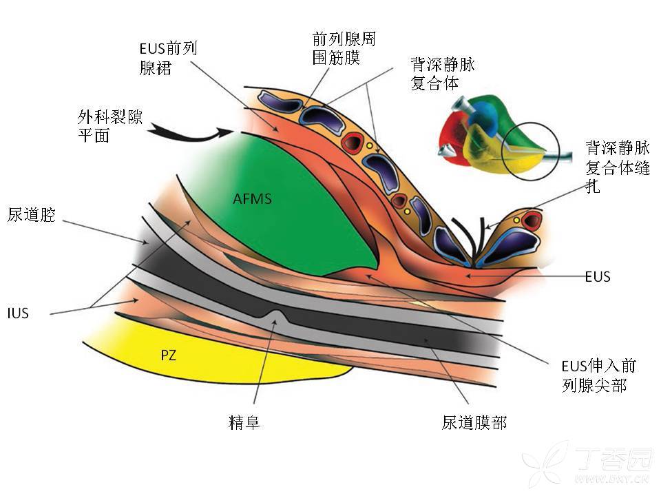 前列腺解剖及功能