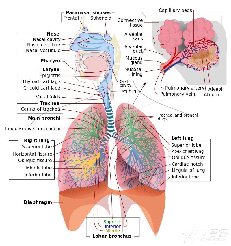 1 to 5%的人,右肺上叶支气管的起源位置,在隆突之上.