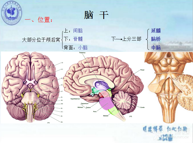 细说脑干