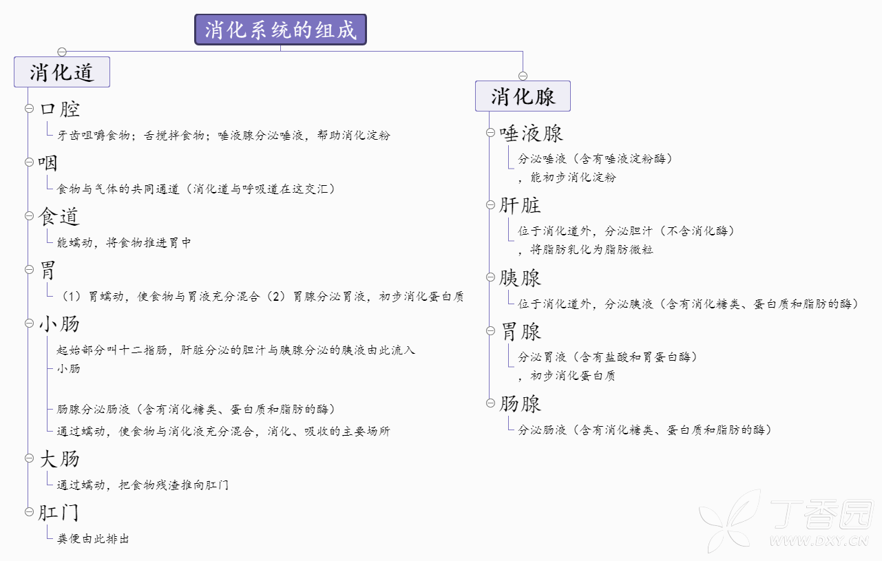 生物消化系统的组成思维导图怎样画