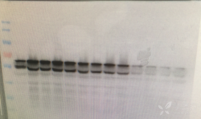 到了wb却显示两条大小相近的条带, - 蛋白质和糖学技术讨论版 -丁香园