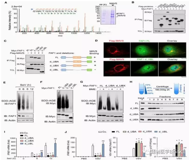 经vsv感染后,与faf1 / 小鼠相比,faf1-/-小鼠的肺,脾和肝中ifnb1mrna