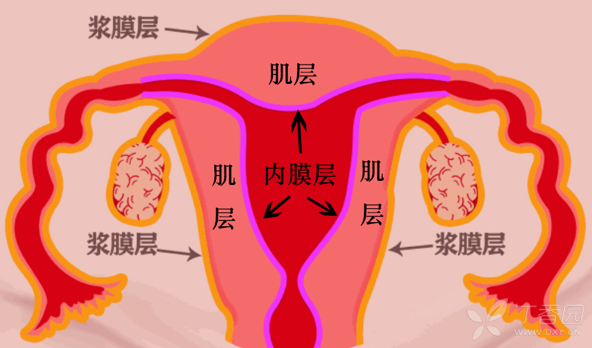 最里面的是子宫内膜层,中间的是肌层,最外面的是浆膜层