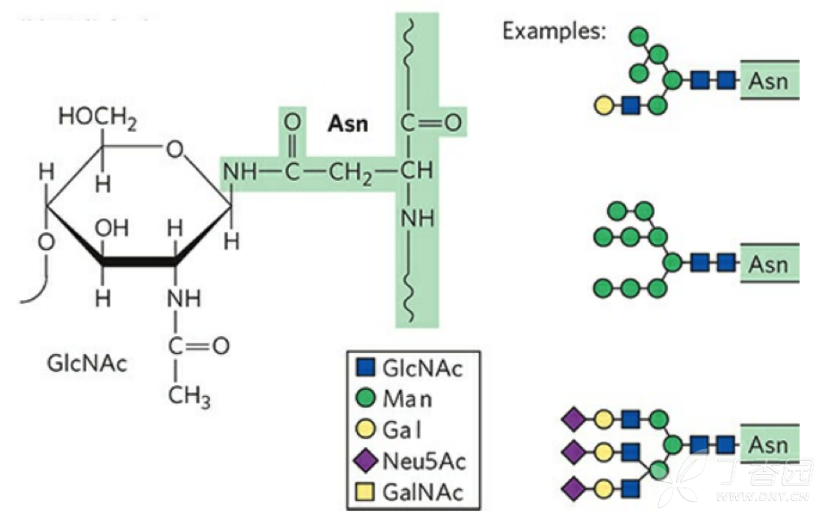 糖基化修饰种类和原理介绍
