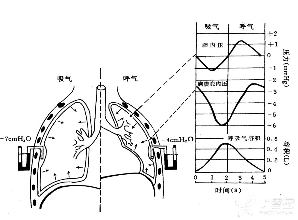 胸膜腔压力图片