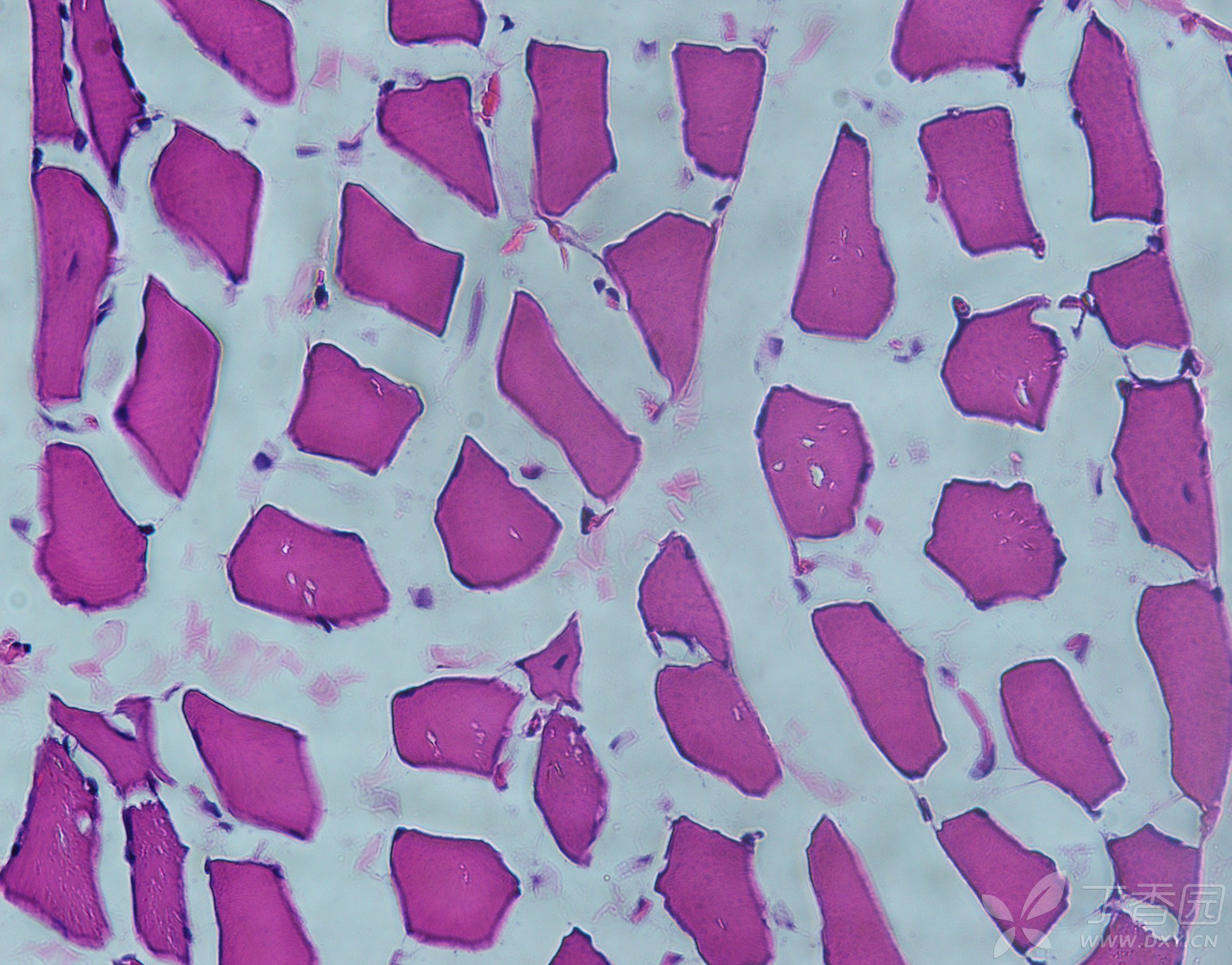 肌肉组织显微镜观察图图片