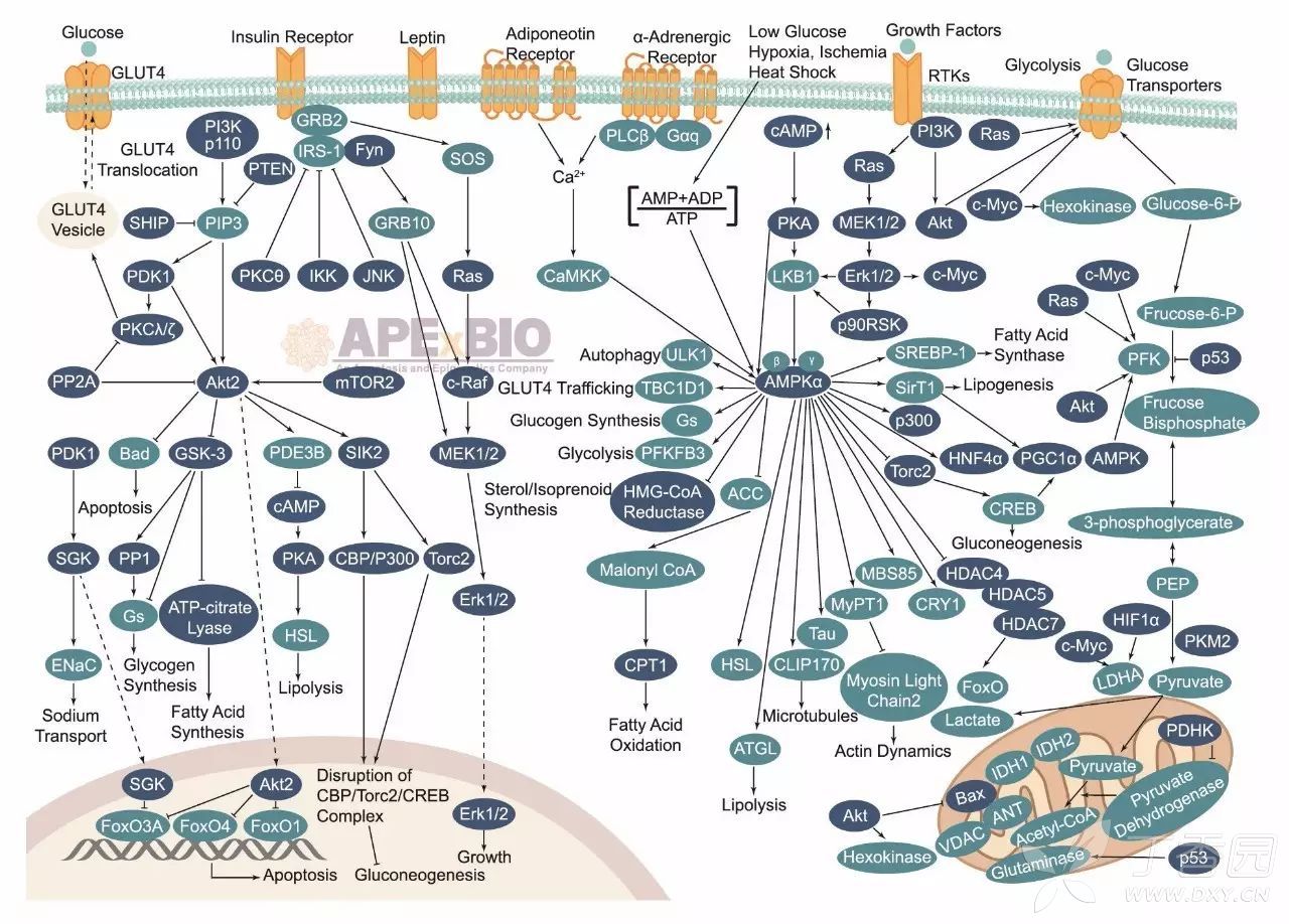 信号通路12—metabolism 细胞生物学和信号转导版-丁香园论坛