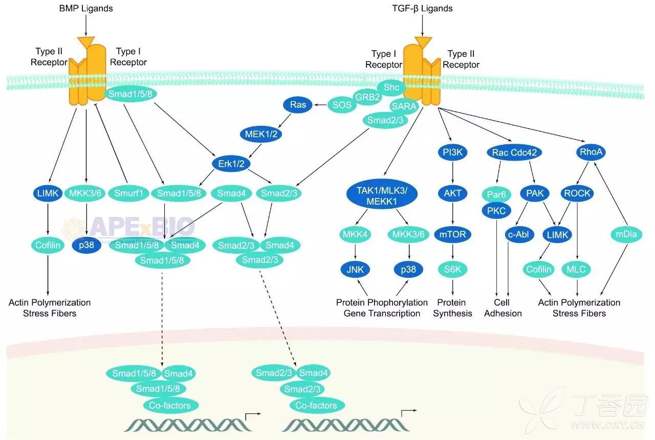 tgf-β / smad信号通路图
