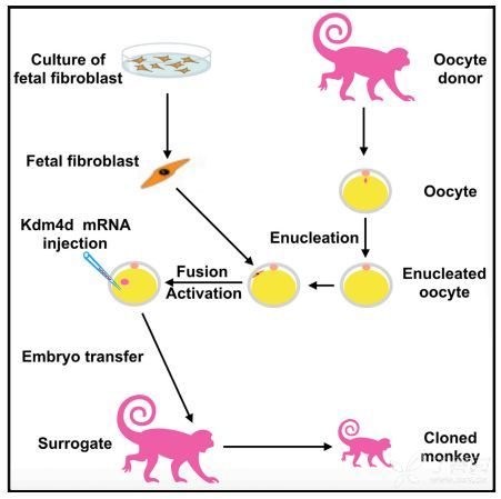 世界首只体细胞克隆猴在中国成功了!