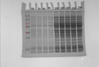 蛋白质和糖学技术讨论版 蛋白表达纯化 诱导融合蛋白表达,以pet-30a为