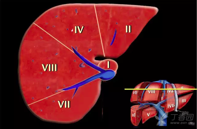 基本功学习:肝脏分段解剖图谱