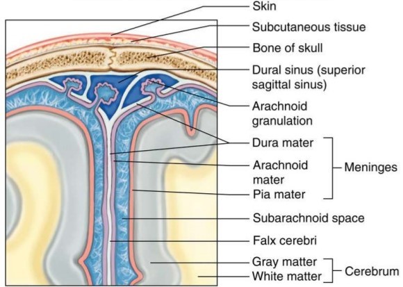 硬脑膜结构图图片