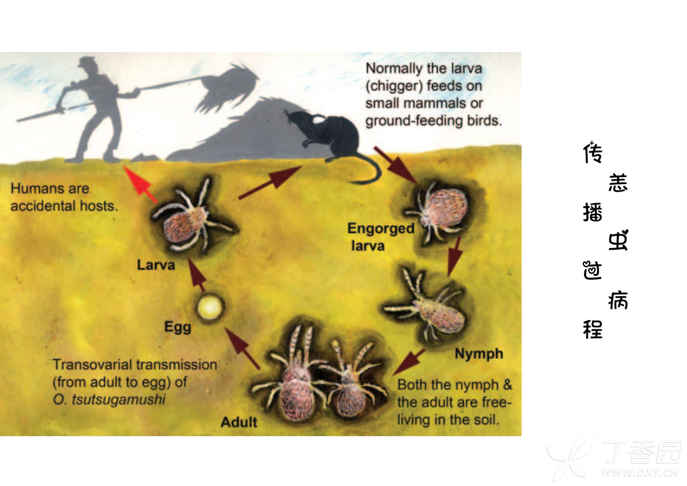恙虫病病人的护理(采用众多文献内图片)