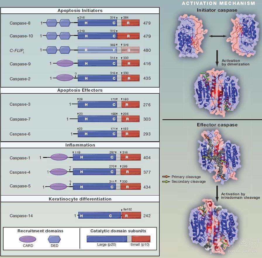 caspase家族图片
