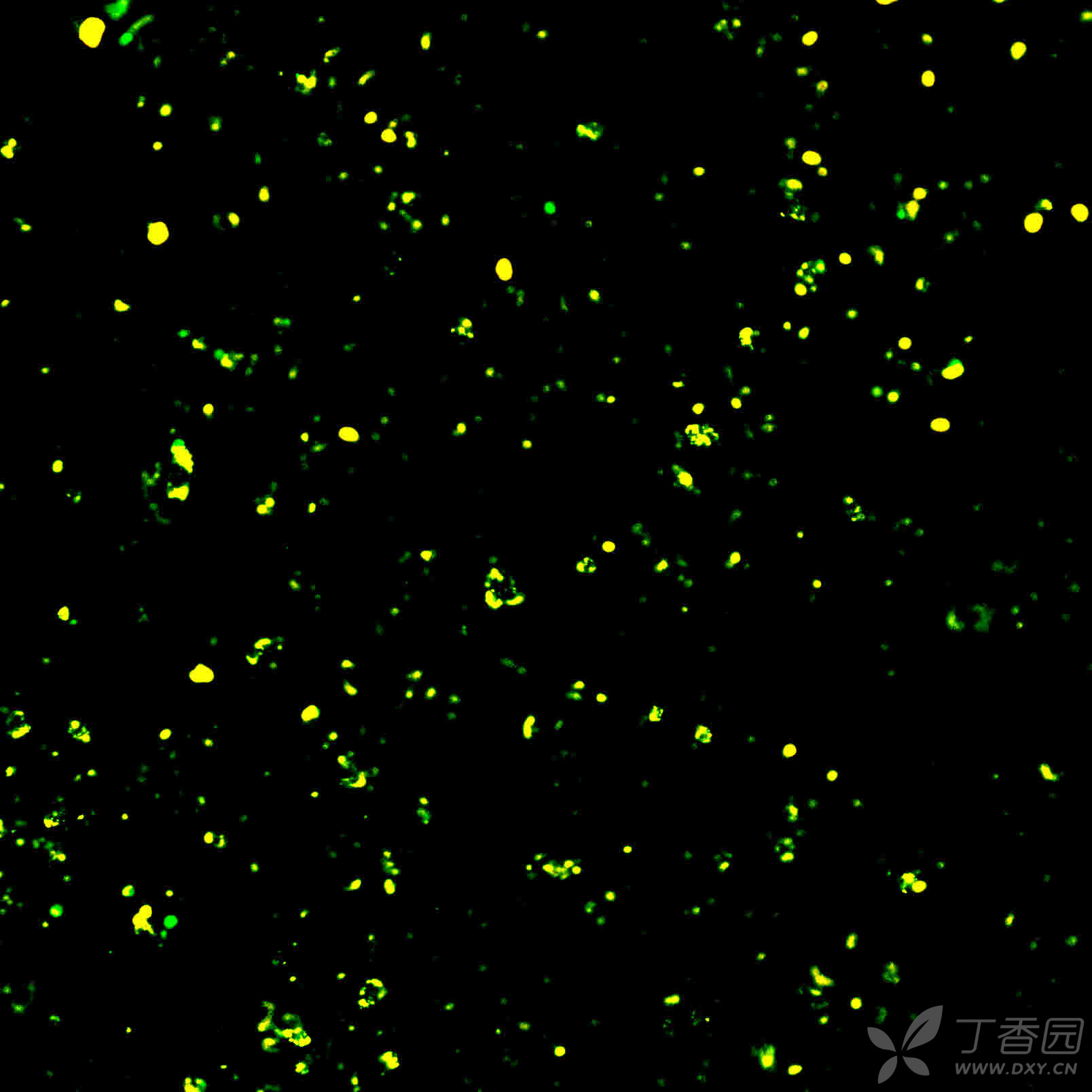 jc-1線粒體膜電位 熒光顯微鏡