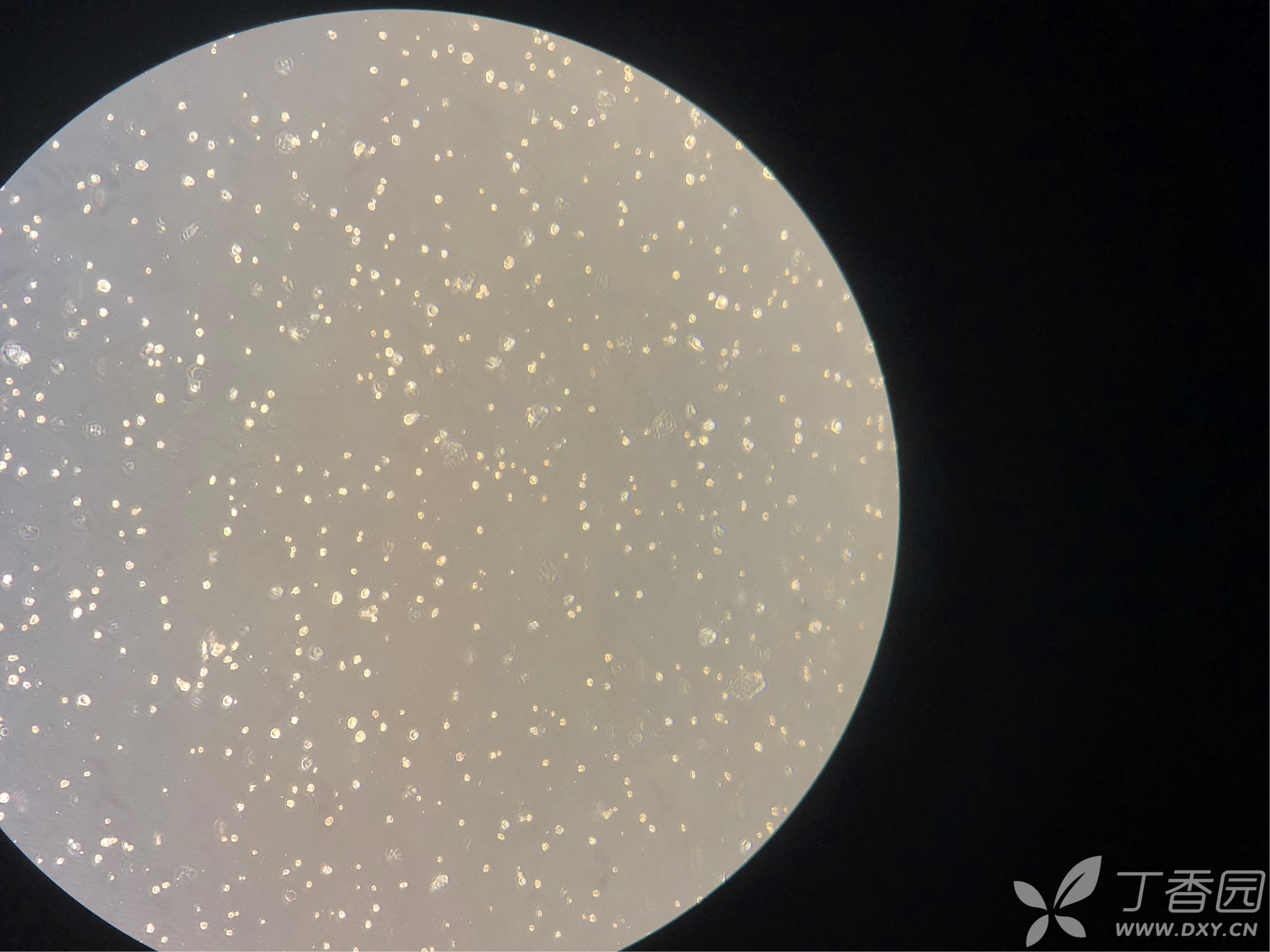 caco-2细胞培养求指导