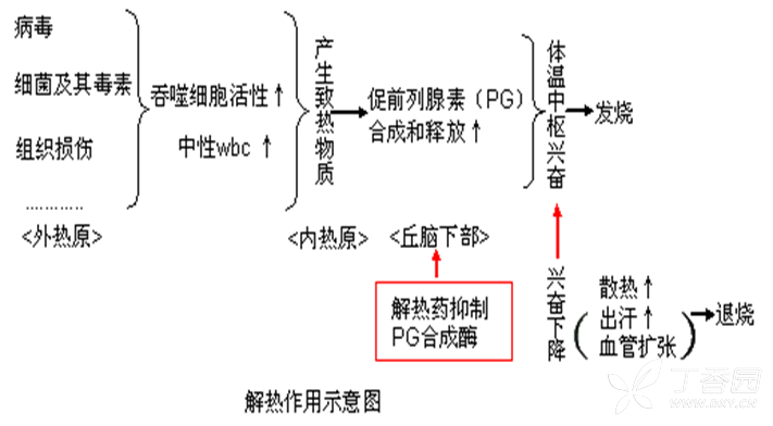调节中枢环氧酶(前列腺素合成酶)活性,从而抑制前列腺素(pg)的合成