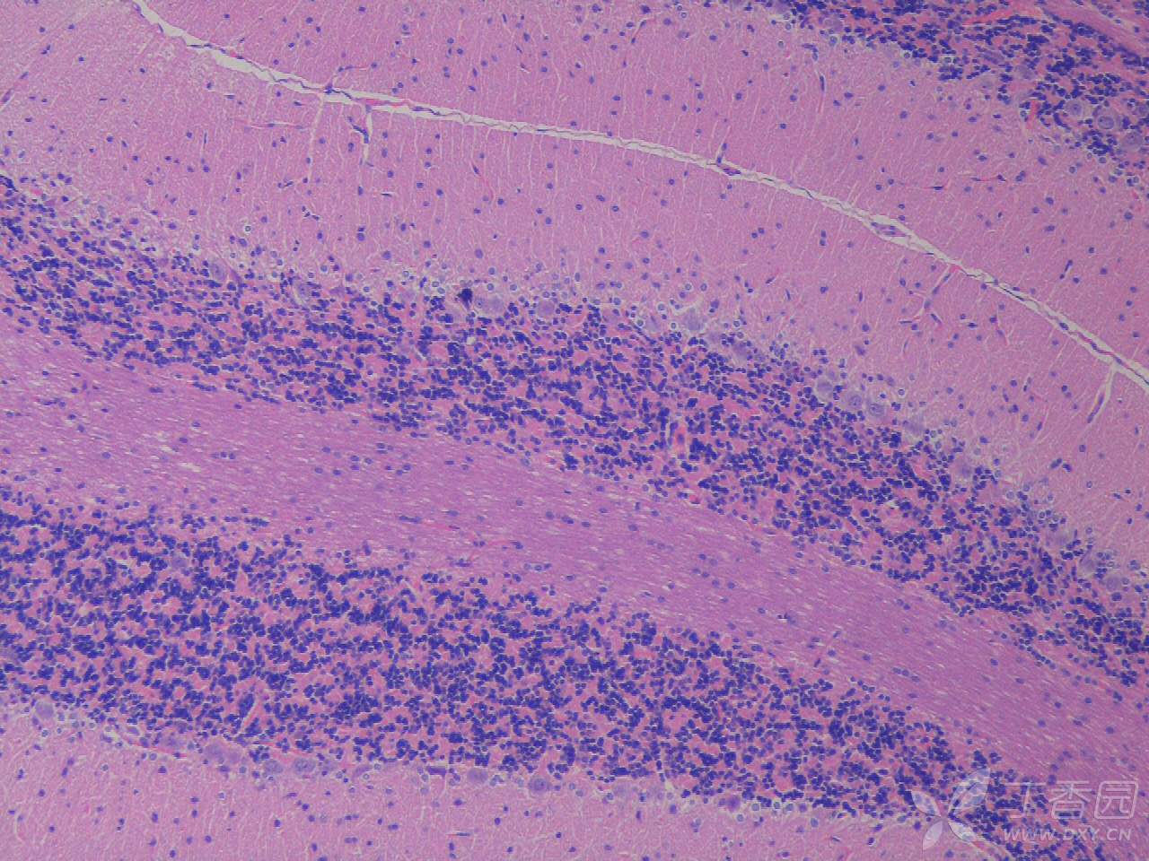 sd大鼠皮层及海马he染色及尼氏染色 神经元存活个数