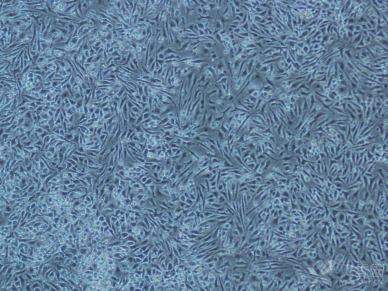细胞技术讨论版 -丁香园论坛