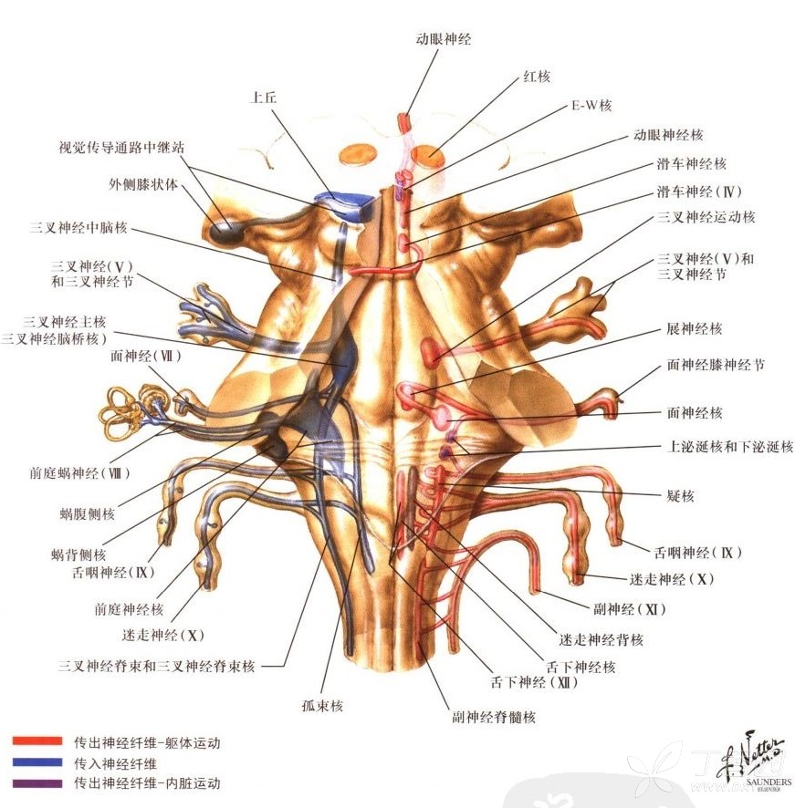 脑桥/中脑导水管周围梗死致眼肌麻痹2例 [病例帖]