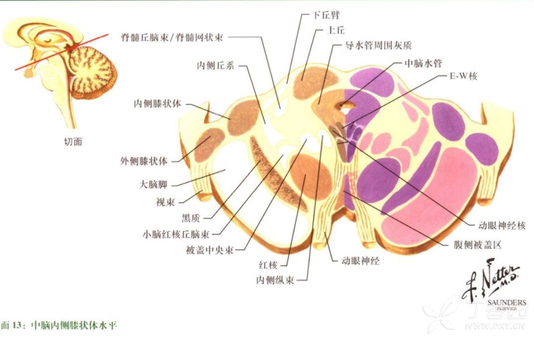 脑桥/中脑导水管周围梗死致眼肌麻痹2例 [病例帖]