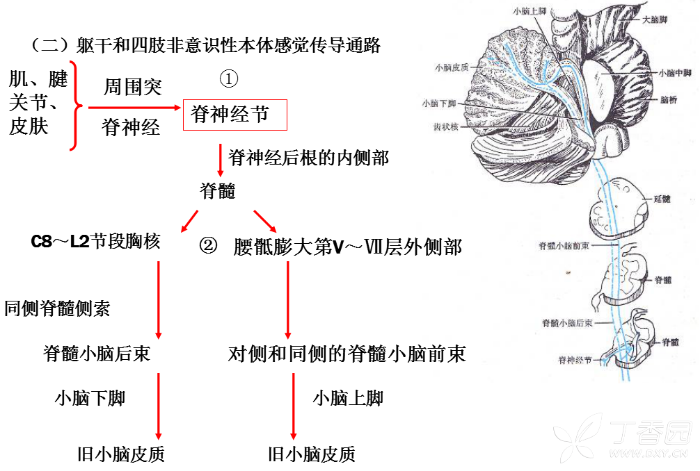 认识丘脑(中) - 神经内外 -丁香园论坛