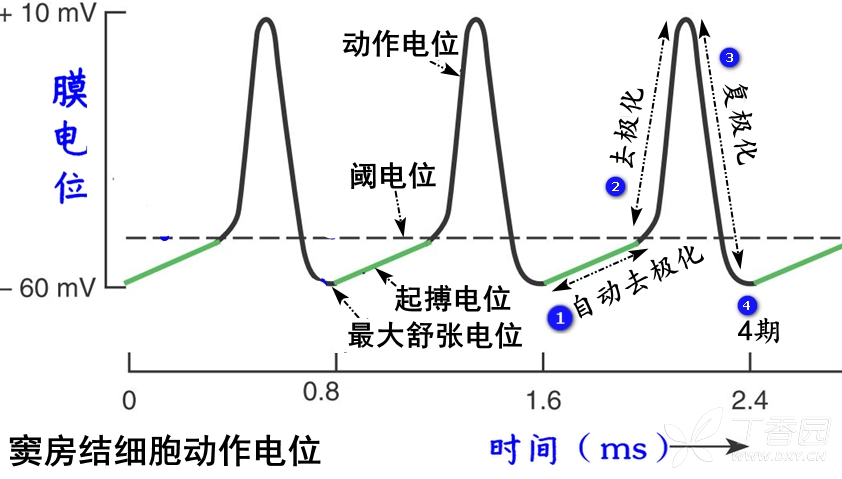 基本相当于自律细胞动作电位产生后复极化达到最大膜电位,相当于神经