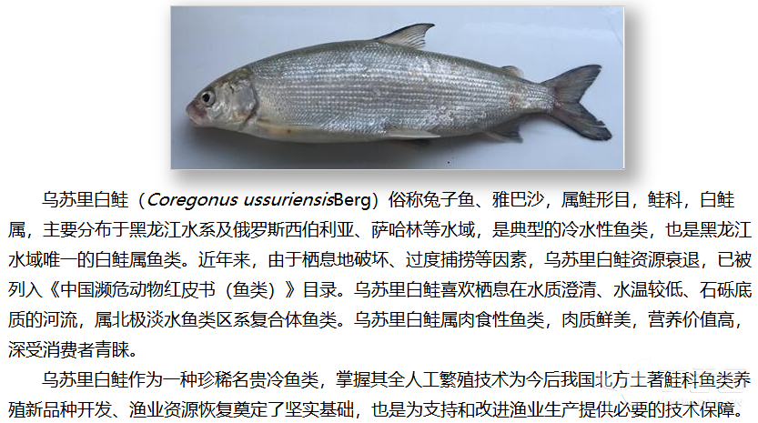 乌苏里白鲑全人工繁殖首获成功