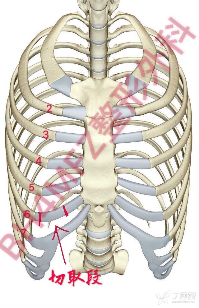 若无钙化常规选择右侧第六肋软骨(恰好是乳房下皱壁锁骨中线内侧)