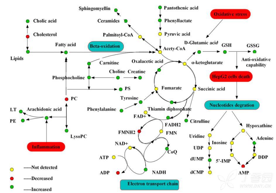 有关代谢组学中通路图绘制的问题