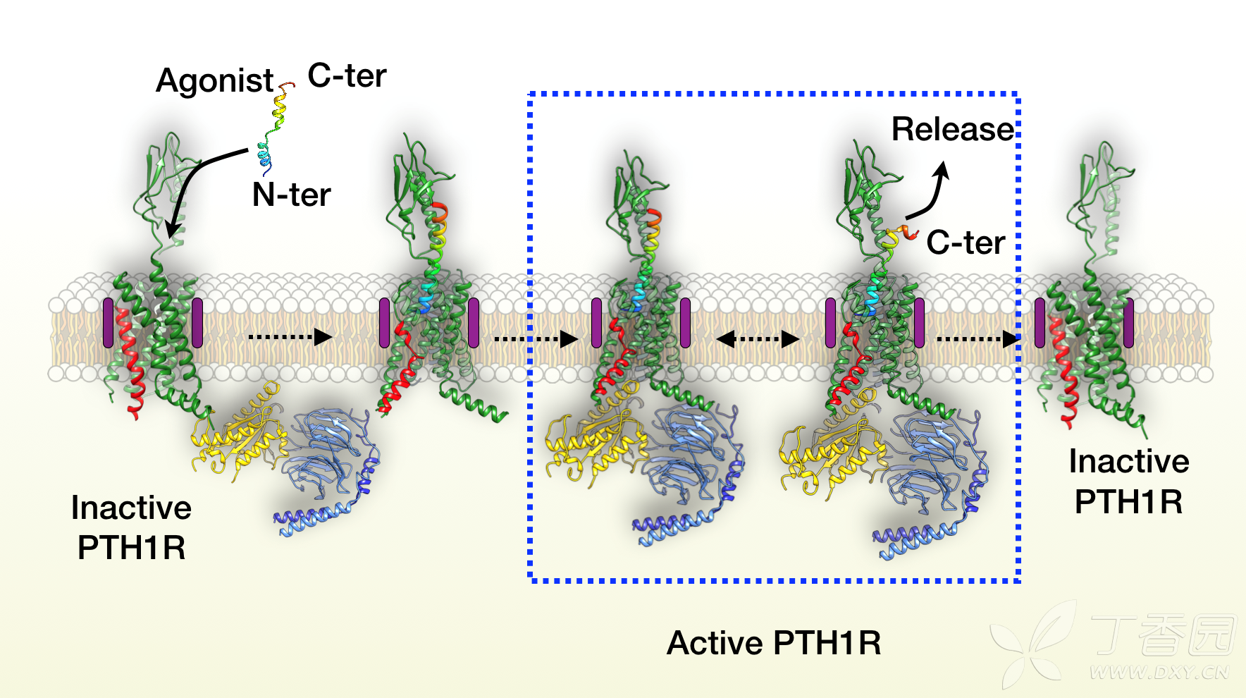 人源甲状旁腺激素受体结构与功能