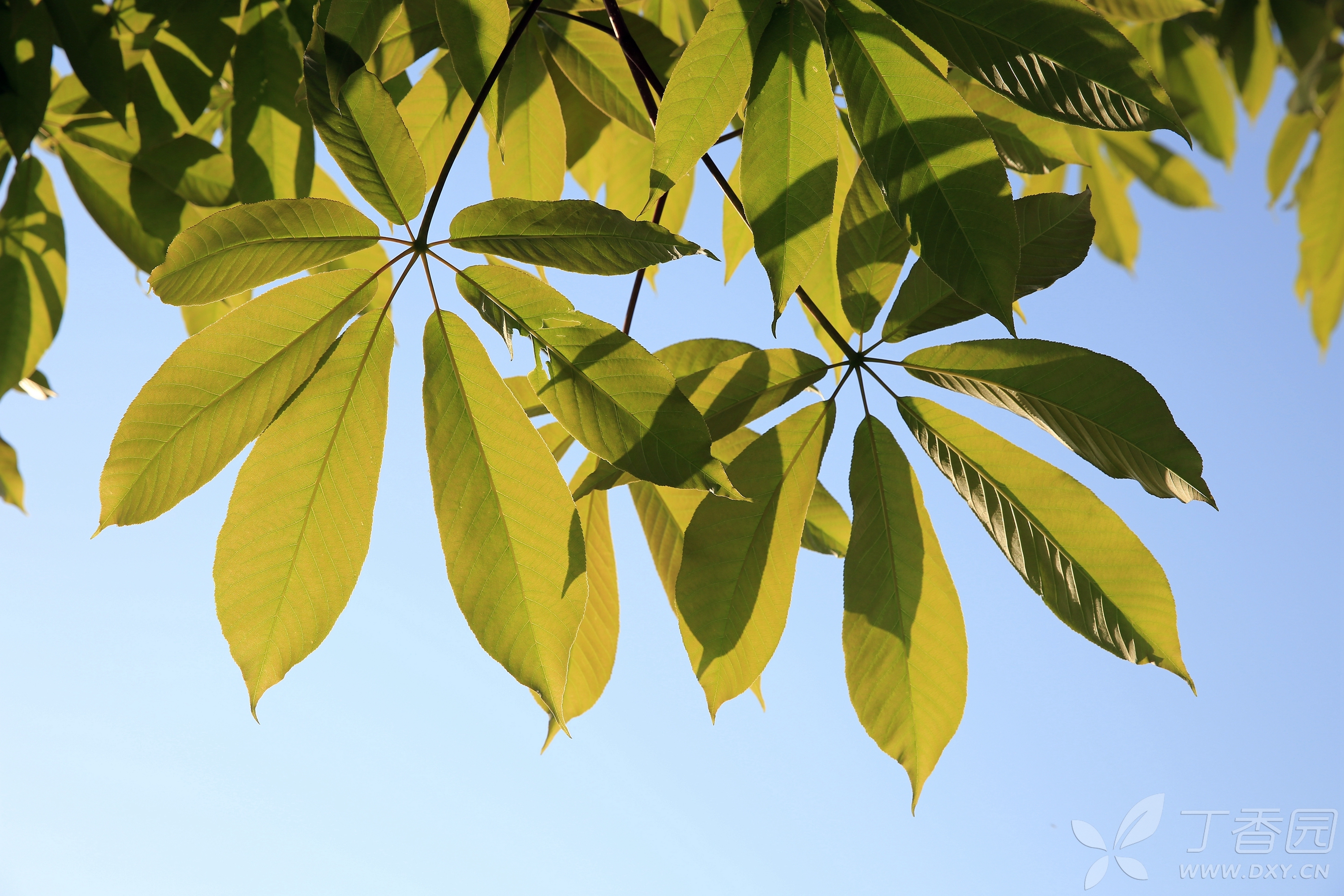 七叶树,七片叶子扇形分布,美观,大气.