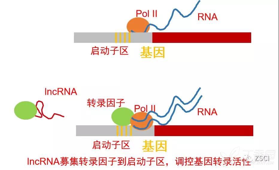 DNA转录模式图图片