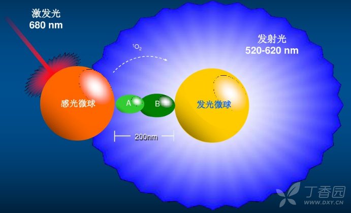 均相光激化学发光(lica)是否优于电化学发光,酶促化学发光等