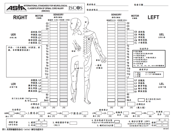 脊髓损伤分级ASIA量表图片