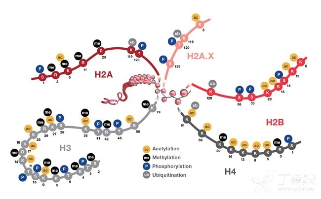 图示:与组蛋白颗粒相关的翻译后修饰.